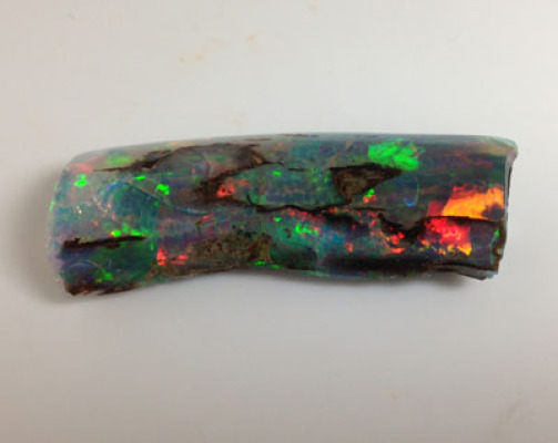 Virgin Valley Opalized Tree Branch section view two